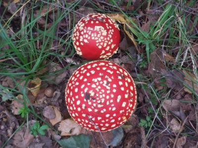 Figure 1 - Fly Agaric fungi (Image Copyright - Mark Simpson)
